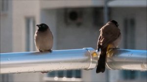 Настоящий турецкий бюльбюль желтопопик (Wonderful Turkish bird in Bach music)