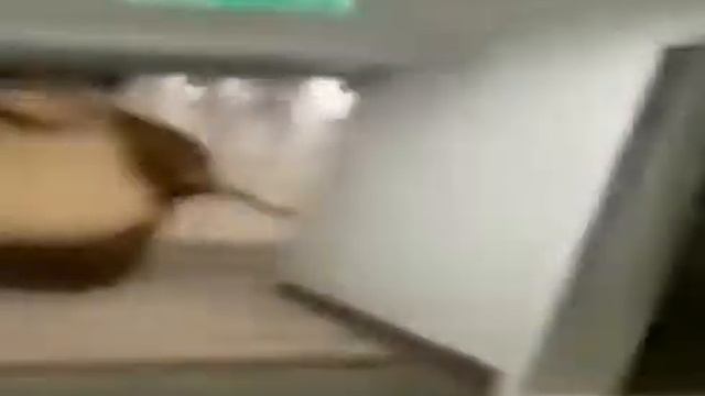 медведь бежит