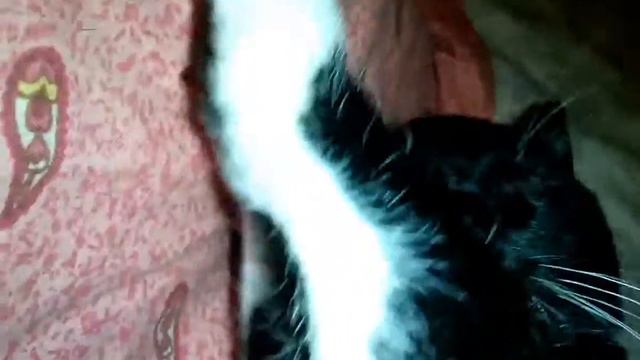 Кот спит на моей подушке смотреть онлайн