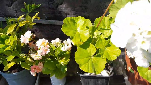 Дом в цветах// Мои пеларгонии плющелистные и зональные. смотреть онлайн