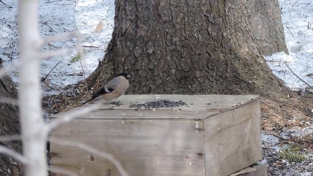 "Самка снегиря заняла позицию." смотреть онлайн