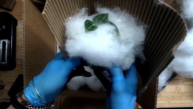 Unboxing Anthurium Doc Block Michelle x Zara F3 смотреть онлайн