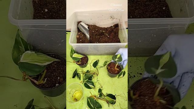 филодендрон медиопикта смотреть онлайн