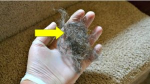 НЕВЕРОЯТНО, очищаю ДИВАН от шерсти без ПЫЛЕСОСА