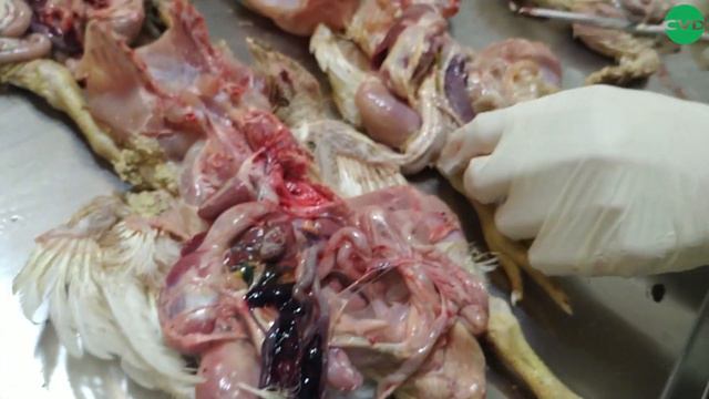 Патзміни за еймеріозу у курчат-бройлерів #випадокЦВД #CVD #птиця смотреть онлайн