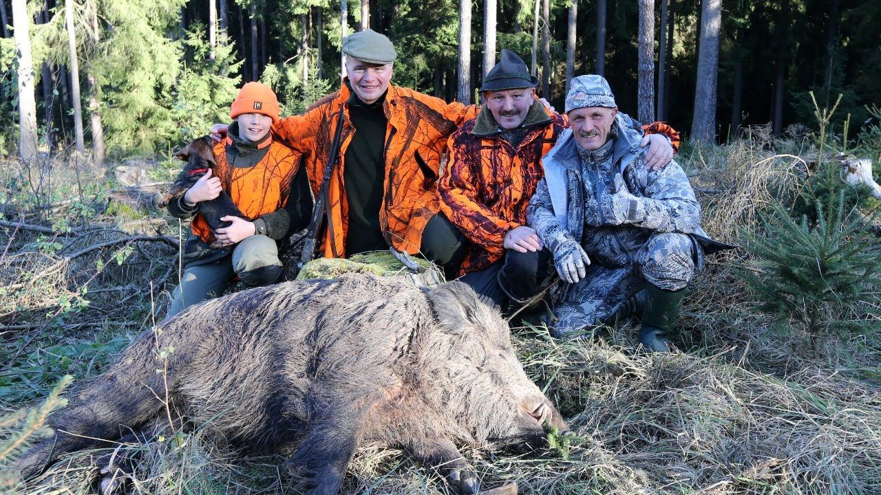 Загонная охота на кабана смотреть онлайн