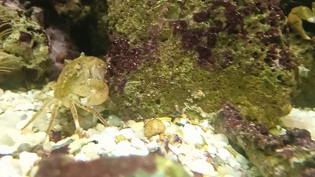крабики северного моря в морском аквариуме смотреть онлайн