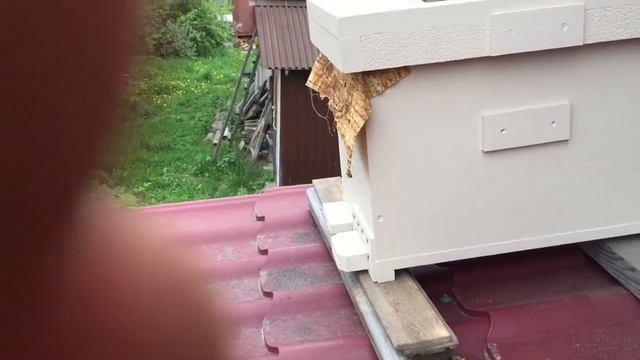 На даче есть свои плюсы! ( для начинающих пчеловодов)??? смотреть онлайн