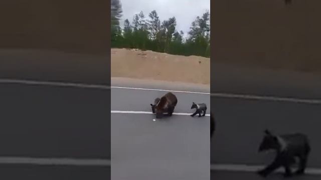 Дальнобойщики кормят медведей смотреть онлайн