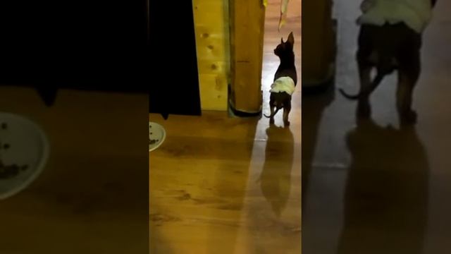 Еж-царь зверей смотреть онлайн