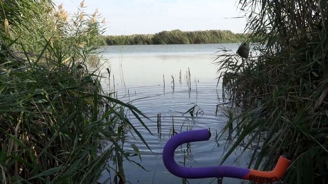 В КАМЫШАХ МНОГО РЫБЫ, РЫБАЛКА НА ПОПЛАВОК смотреть онлайн