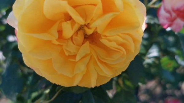 ROSE DER HOFFNUNG ROSE plant by Tim Hermann Kordes 2002 Germany @ Parc Bagatelle Rose Garden Paris