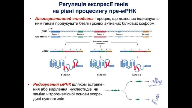 БХ лекція Молекулярні механізми реалізації генетичної інформації укр смотреть онлайн