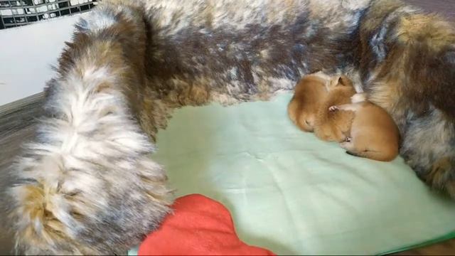 Мама Кошка Обедает . после Родов 8 дней смотреть онлайн