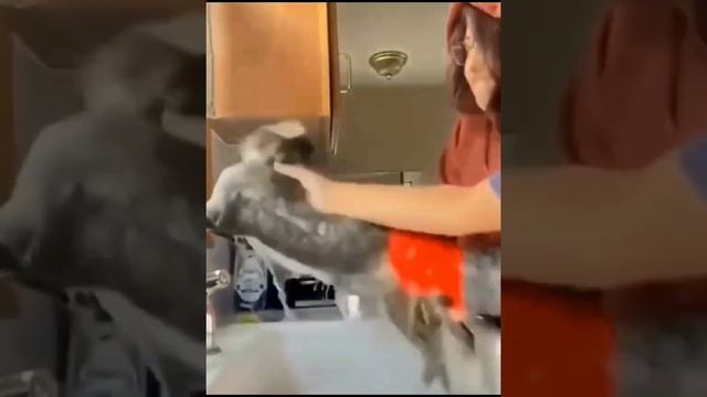 1000003178.mp4 смотреть онлайн