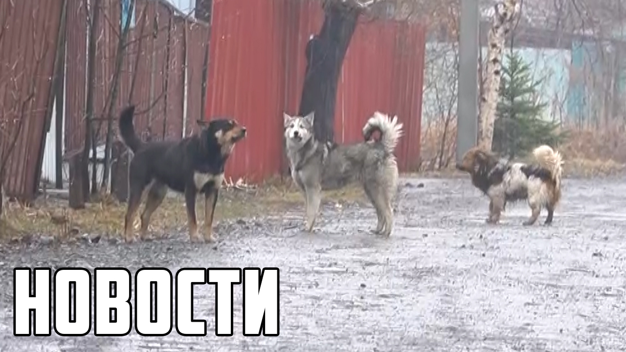 Осторожно, злые собаки! смотреть онлайн