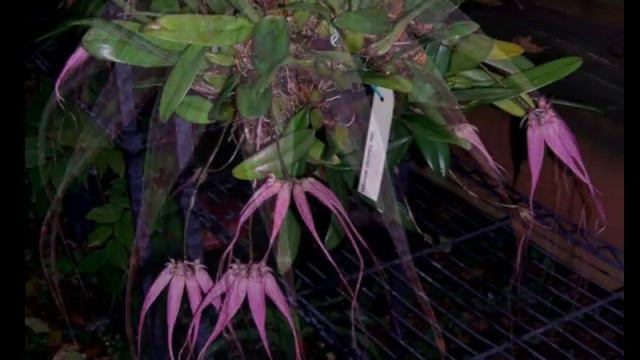 Cirrhopetalum Elizabeth (Цирропеталум Элизабэт)... смотреть онлайн