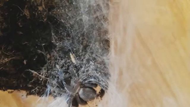 Chilobrachys dyscolus blue ест мучного червя. смотреть онлайн