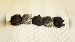 👍МЯУКАНЬЕ КОТЯТ новорожденные КОТЯТА МИЛО МЯУКАЮТ Прикол над котом и кошкой
