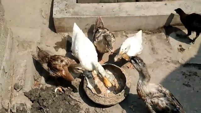 pati has hungry time 2021 duck raja has পাতি হাঁস ক্ষুধার্থ সময়ে смотреть онлайн