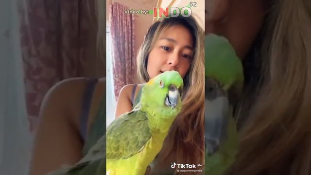 Sasha Burung Ajaib bisa bicara dan bernyanyi ... pemiliknya cantik | indo62 смотреть онлайн