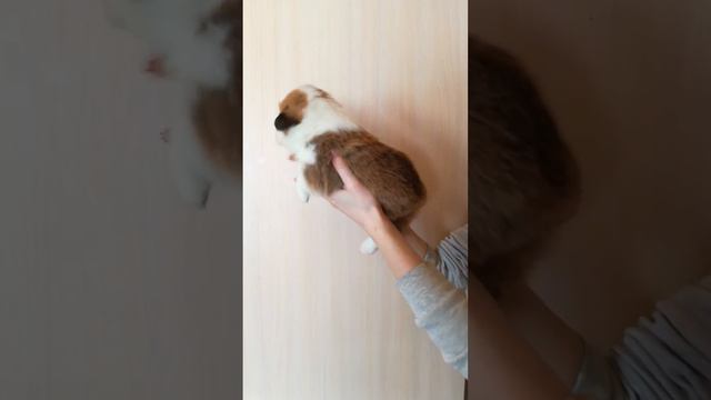 Корги 21 день смотреть онлайн