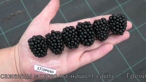 ОРКАН и ПОЛАР сорта ежевики