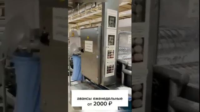 Видео с места работы по упаковке сладостей и булок г.Подольск смотреть онлайн