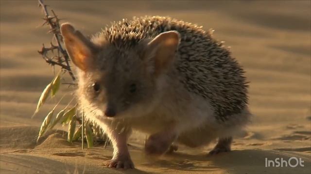 Ёжик - ночной хищник !