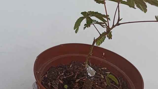 Acacia de constantinopla Bonsai - 26/08/2021 смотреть онлайн