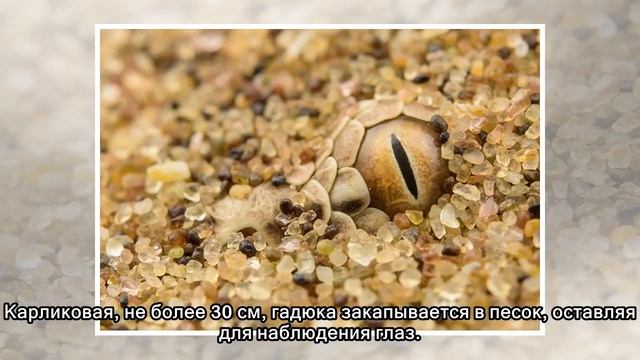 А теперь! Совершенно внезапно! Редкое фото гадюки! смотреть онлайн