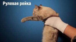 Лада - нам другого не надо!