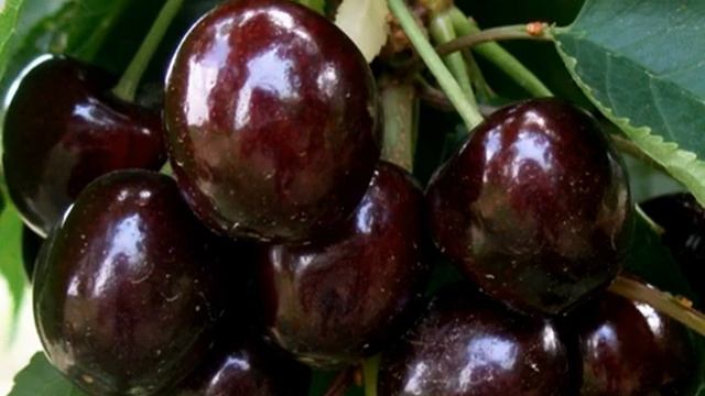 Черешня на Урале смотреть онлайн