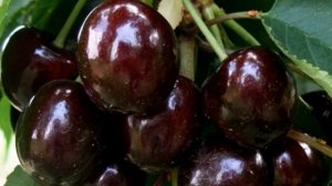 Черешня на Урале