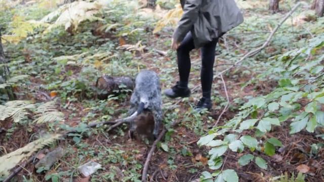 How to Find Burgundy Truffles (Tuber Uncinatum) - Tutorial смотреть онлайн