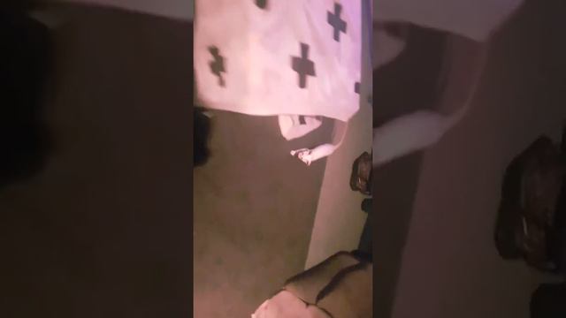 New Cornish Rex cat смотреть онлайн