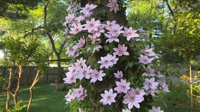 Clematis Nelly Moser May 2023 смотреть онлайн