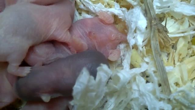 Как определить пол хомяка. Мальчик или девочка? смотреть онлайн