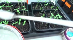 Корневин в подкормку.