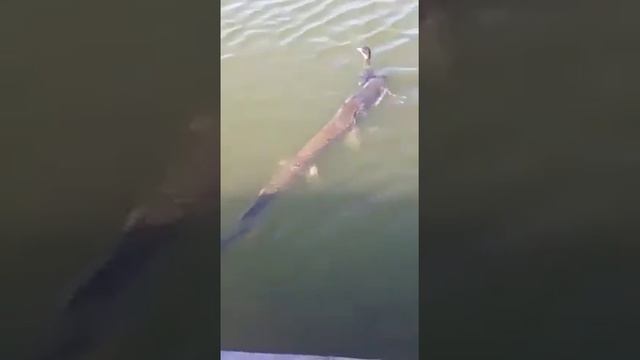 Щука поймала дикую утку. Югра смотреть онлайн