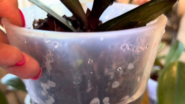 Триходерма для Орхидей ( разводим ,поливаем )