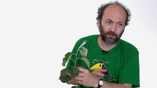 1. Органы растений. Морфология растений - 5 - 6 класс смотреть онлайн