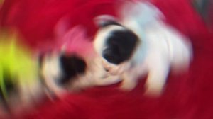 Бивер Йорк - всё о породе собаки