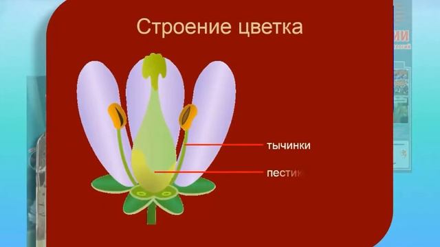 Лебедев СН Уроки биологии с применением Информационных технологий смотреть онлайн