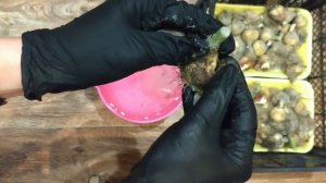 Что делать с луковицами выгоночных тюльпанов?  Как сохранить?