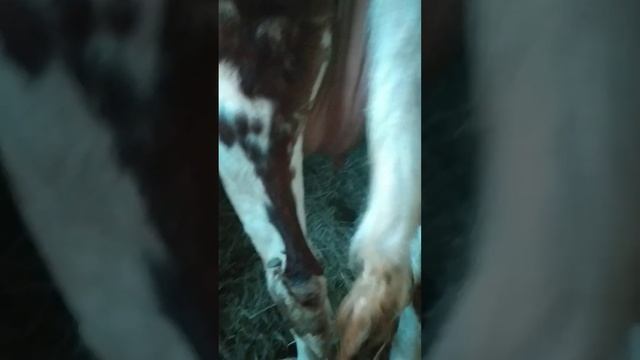 Отел через неделю//первотелка//признаки приближения отела