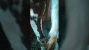 Отел через неделю//первотелка//признаки приближения отела