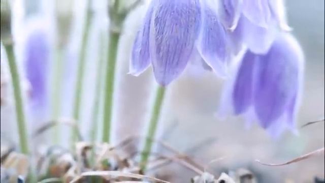 ИСТОРИЯ ЛЮБВИ Музыка Франсис Ле Оркестр Поля Мориа смотреть онлайн