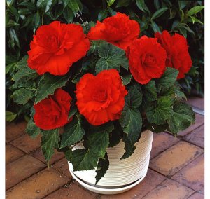 Полезные комнатные растения с описанием