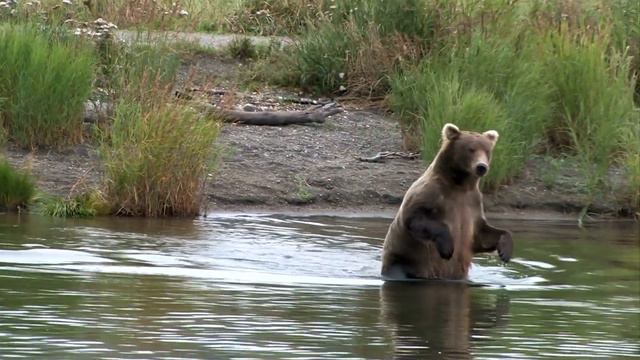 Amazon - Explore Wild Animals| Animal Planet TV